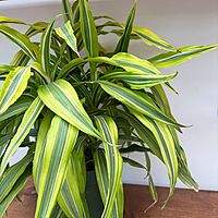 Dracaena deremensis 'Lemon Lime' (Dragon Tree 'Lemon Lime') - 6" Pot
