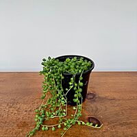 String of Pearls (Senecio rowleyanus) - 4" Pot