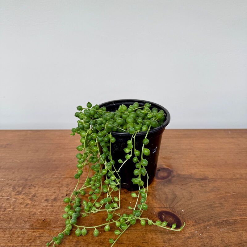 String of Pearls (Senecio rowleyanus) - 4" Pot