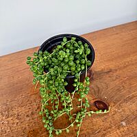 String of Pearls (Senecio rowleyanus) - 4" Pot
