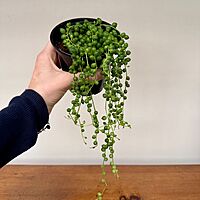 String of Pearls (Senecio rowleyanus) - 4" Pot