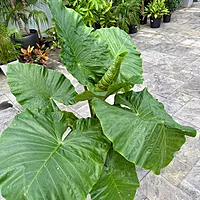 Alocasia 'Dark Star' (Alocasia sp. 'Dark Star') - 14" Pot