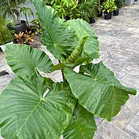 Alocasia 'Dark Star' (Alocasia sp. 'Dark Star') - 14" Pot