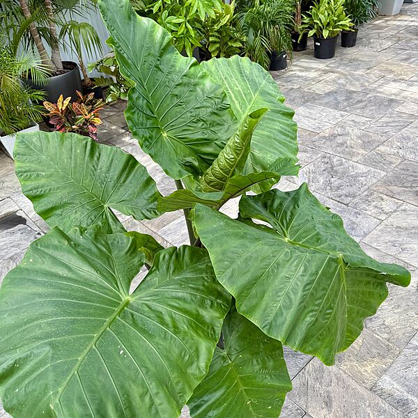Alocasia 'Dark Star' (Alocasia sp. 'Dark Star') - 14" Pot