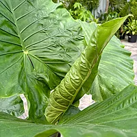 Alocasia 'Dark Star' (Alocasia sp. 'Dark Star') - 14" Pot