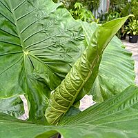 Alocasia 'Dark Star' (Alocasia sp. 'Dark Star') - 14" Pot