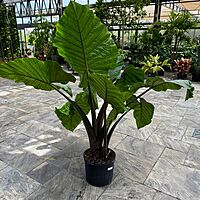 Alocasia 'Dark Star' (Alocasia sp. 'Dark Star') - 14" Pot