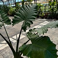 Alocasia 'Portora' (Alocasia sp. 'Portora') - 14" Pot