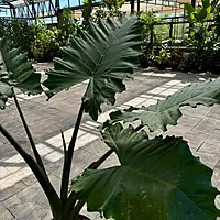 Alocasia 'Portora' (Alocasia sp. 'Portora') - 14" Pot