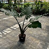 Alocasia 'Portora' (Alocasia sp. 'Portora') - 14" Pot