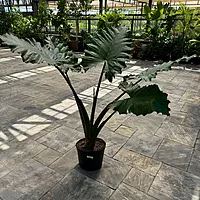 Alocasia 'Portora' (Alocasia sp. 'Portora') - 14" Pot