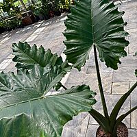 Alocasia 'Portora' (Alocasia sp. 'Portora') - 14" Pot