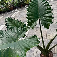 Alocasia 'Portora' (Alocasia sp. 'Portora') - 14" Pot