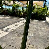 Alocasia 'Portora' (Alocasia sp. 'Portora') - 14" Pot
