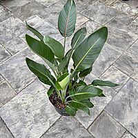 Bird of Paradise - Orange (Strelizia reginae - Orange) - 14" Pot - 4ppp