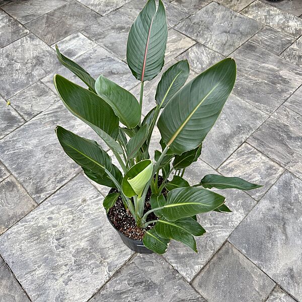 Bird of Paradise - Orange (Strelizia reginae - Orange) - 14" Pot - 4ppp