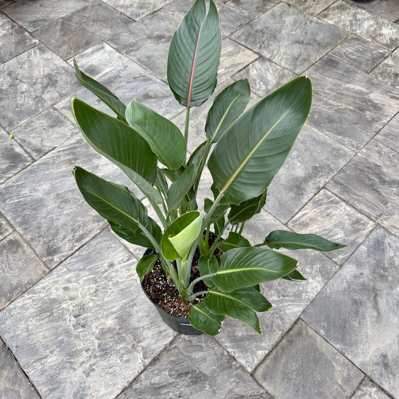 Bird of Paradise - Orange (Strelizia reginae - Orange) - 14" Pot - 4ppp