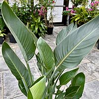 Bird of Paradise - Orange (Strelizia reginae - Orange) - 14" Pot - 4ppp