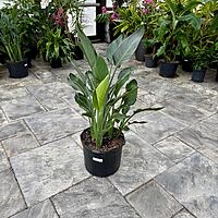 Bird of Paradise - Orange (Strelizia reginae - Orange) - 14" Pot - 4ppp