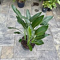 Bird of Paradise - Yellow (Strelizia reginae - Yellow) - 14" Pot - 4ppp