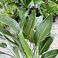 Bird of Paradise - Yellow (Strelizia reginae - Yellow) - 14" Pot - 4ppp
