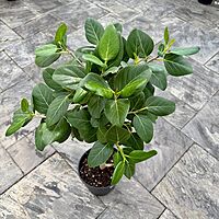 Ficus benghalensis 'Audrey' (Ficus Audrey) - 14" Pot Std