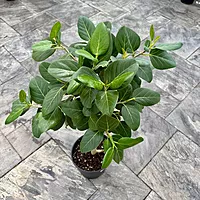 Ficus benghalensis 'Audrey' (Ficus Audrey) - 14" Pot Std