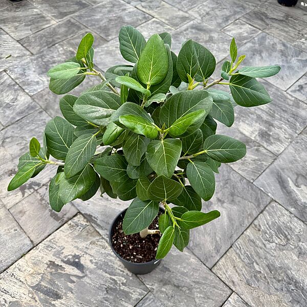 Ficus benghalensis 'Audrey' (Ficus Audrey) - 14" Pot Std