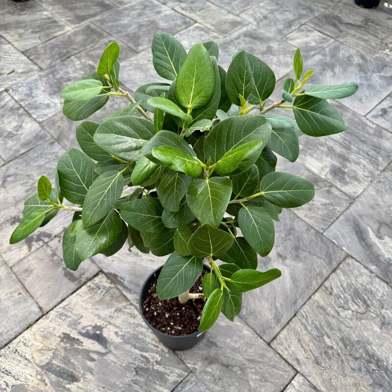 Ficus benghalensis 'Audrey' (Ficus Audrey) - 14" Pot Std