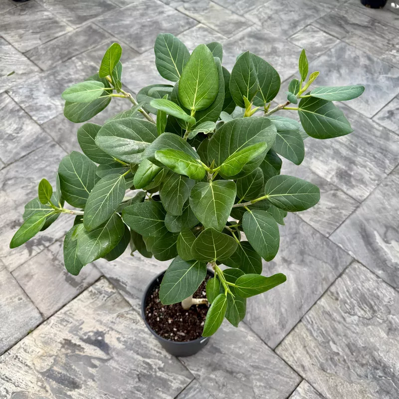 Ficus benghalensis 'Audrey' (Ficus Audrey) - 14" Pot Std