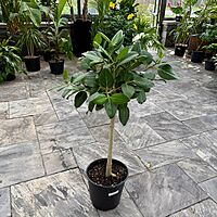 Ficus benghalensis 'Audrey' (Ficus Audrey) - 14" Pot Std