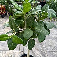 Ficus benghalensis 'Audrey' (Ficus Audrey) - 14" Pot Std
