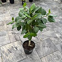 Ficus benghalensis 'Audrey' (Ficus Audrey) - 14" Pot Std