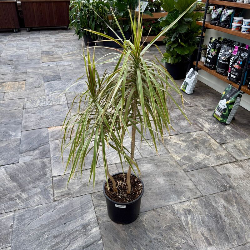 Dracaena reflexa v. angustifolia 'Colorama' (Madagascar Dragon Tree 'Colorama') - 10" Pot 4ppp