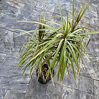 Dracaena reflexa v. angustifolia 'Colorama' (Madagascar Dragon Tree 'Colorama') - 10" Pot 4ppp