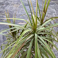 Dracaena reflexa v. angustifolia 'Colorama' (Madagascar Dragon Tree 'Colorama') - 10" Pot 4ppp