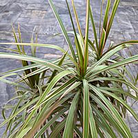 Dracaena reflexa v. angustifolia 'Colorama' (Madagascar Dragon Tree 'Colorama') - 10" Pot 4ppp