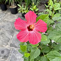 Hibiscus (Hibiscus sp.) - 14" Pot