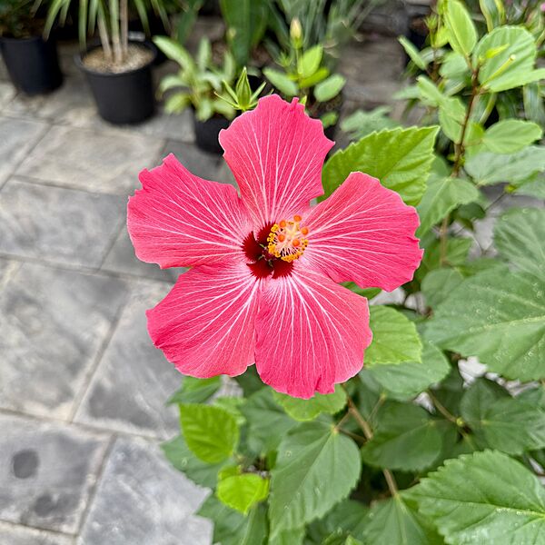 Hibiscus (Hibiscus sp.) - 14" Pot
