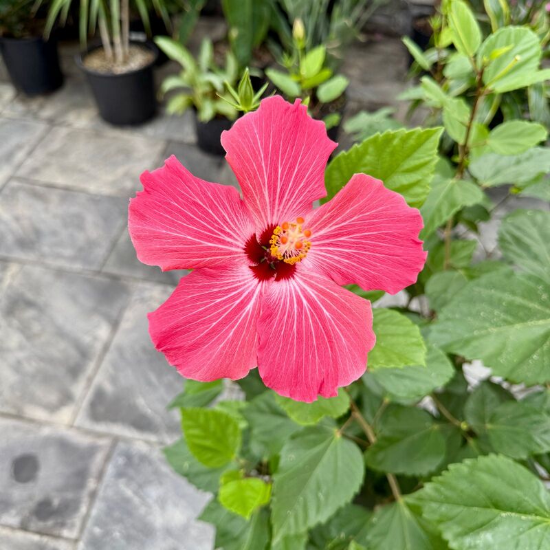 Hibiscus (Hibiscus sp.) - 14" Pot
