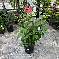 Hibiscus (Hibiscus sp.) - 14" Pot