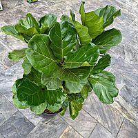 Ficus lyrata (Fiddle Leaf Fig) - 17" Pot Bush