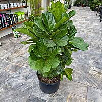Ficus lyrata (Fiddle Leaf Fig) - 17" Pot Bush