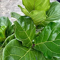 Ficus lyrata (Fiddle Leaf Fig) - 17" Pot Bush