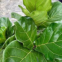 Ficus lyrata (Fiddle Leaf Fig) - 17" Pot Bush