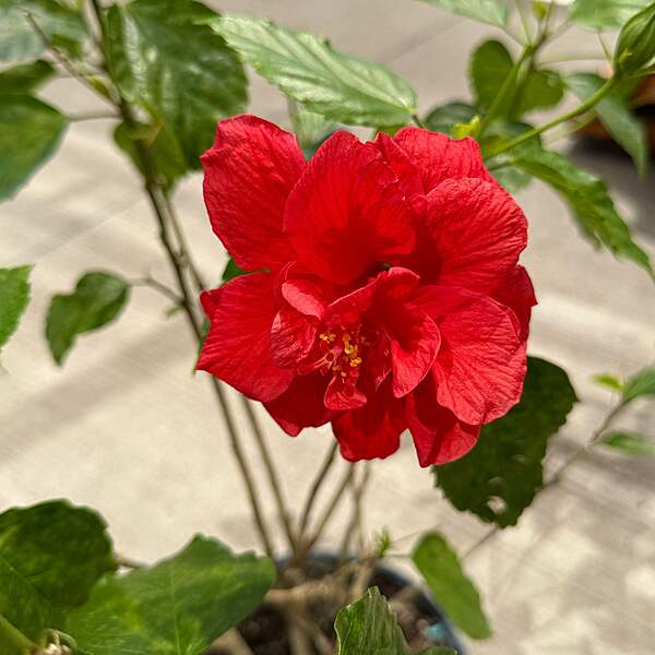 Hibiscus rosa-sinensis (Hibiscus) - 10" Pot - Bush