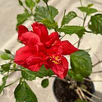 Hibiscus rosa-sinensis (Hibiscus) - 10" Pot - Bush
