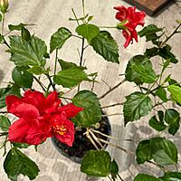 Hibiscus rosa-sinensis (Hibiscus) - 10" Pot - Bush