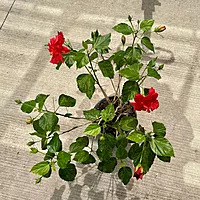 Hibiscus rosa-sinensis (Hibiscus) - 10" Pot - Bush