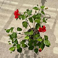 Hibiscus rosa-sinensis (Hibiscus) - 10" Pot - Bush